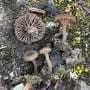 Searching for unknown fungi in the Norwegian mountains