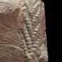 One of the oldest known 3D animal fossils found in Norwegian sheep field