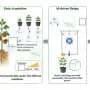 Optimizing tomato plant growth with microbes
