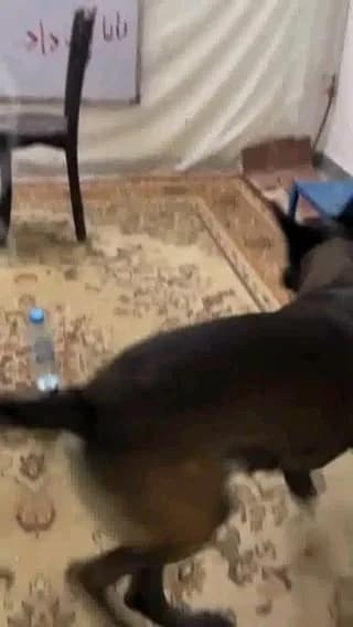 Clever dog with good aim