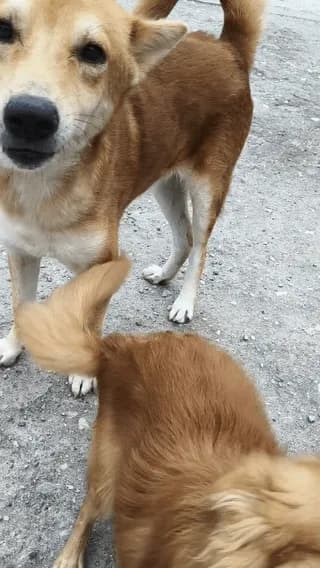 [OC] Every afternoon, my neighbor's dog 'Puppy' runs over to our place just to play tag with Bruno.