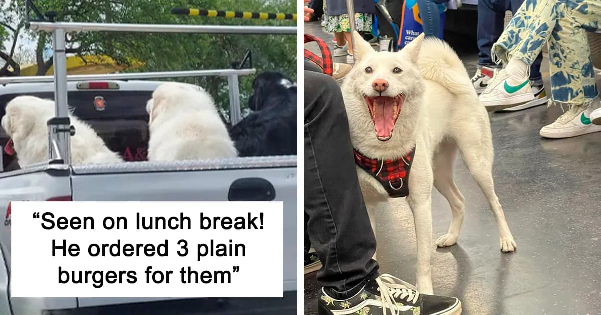 People Share Their Pure and Hilarious Encounters with Random Dogs
