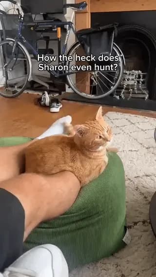 What cats think of us