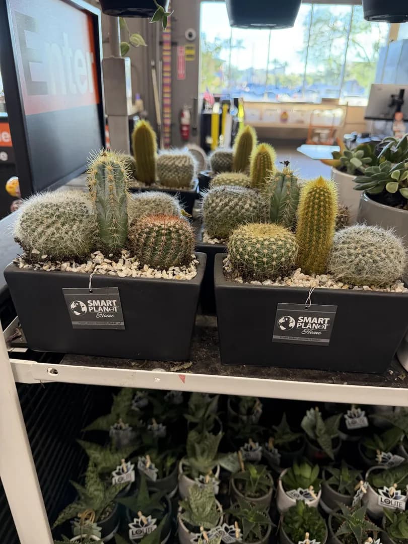 Home Depot cactuses