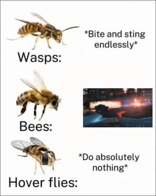 Bees will die after sting