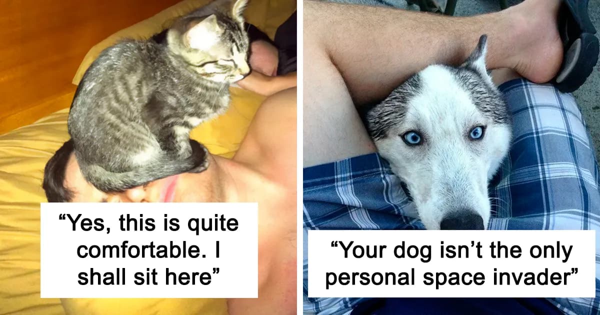 What Is Personal Space? 47 Funny Pets Who Know No Boundaries
