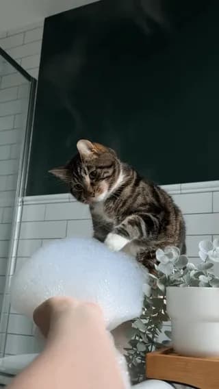 An emoji cat