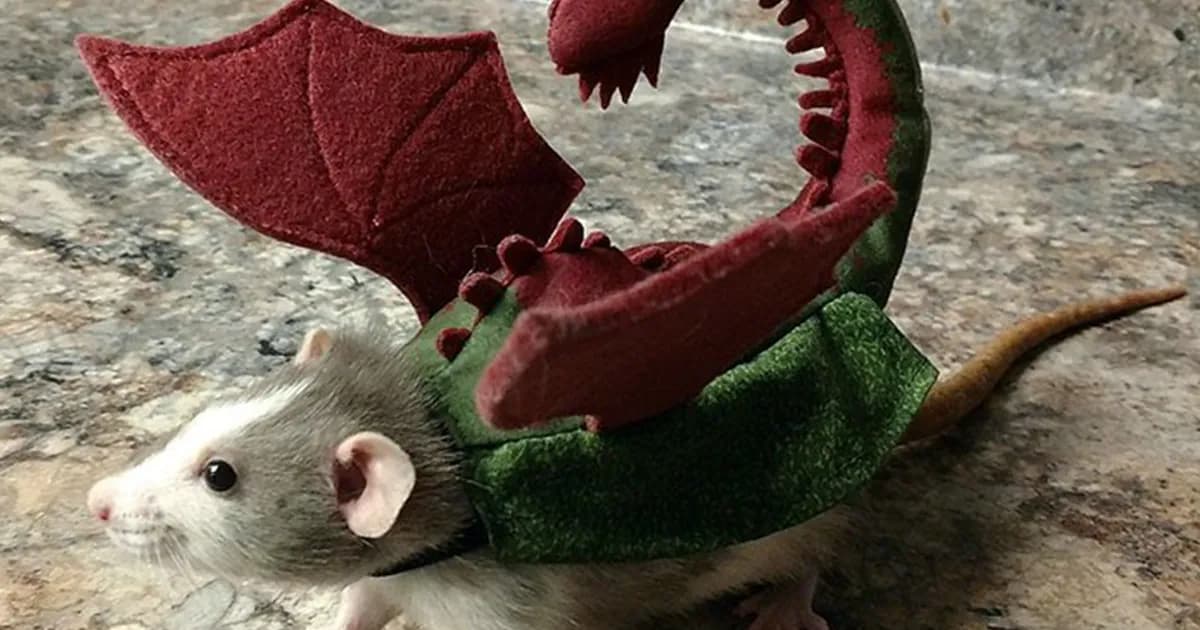 39 Times Rats Were Caught Being So Charming