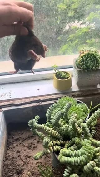 mole disappears in soil in seconds