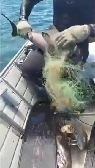 The man’s got a porpoise.
