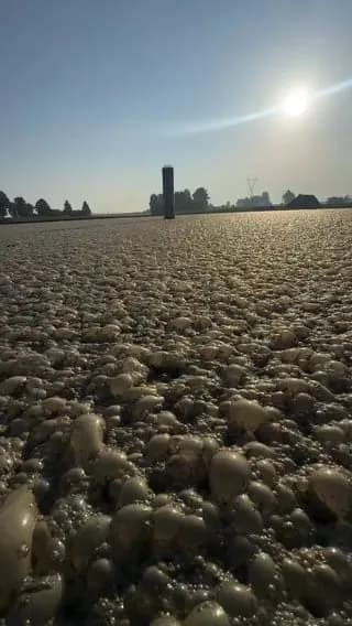 Methane gas trapped in manure foam ignites instantly when sparked
