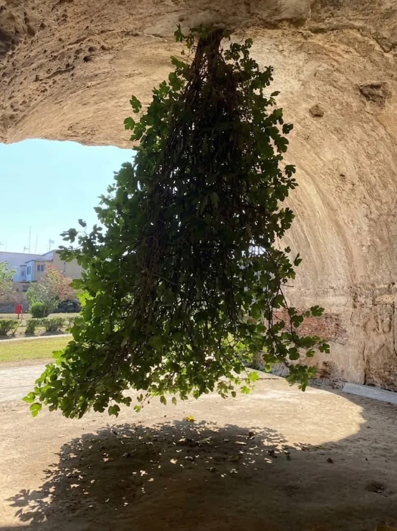 Upside-down fig tree in Bacoli, Italy
