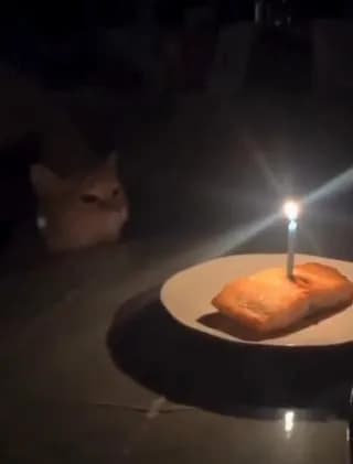Peaches on hi birthday