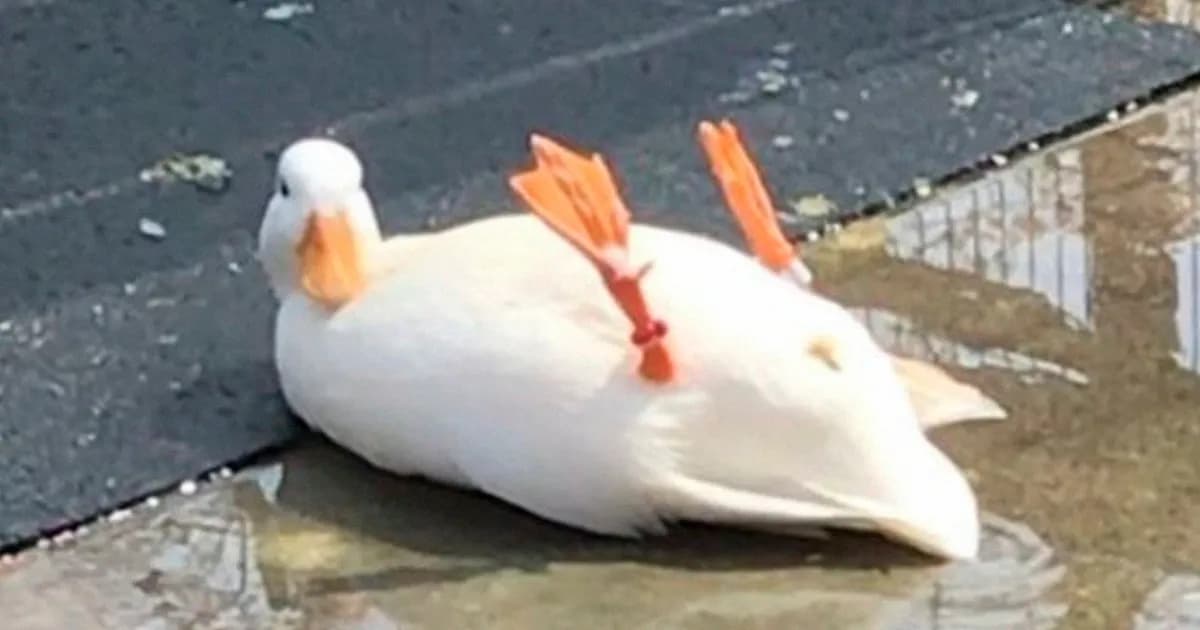 Feathered Friends: 34 Whimsical Duck Posts From A Dedicated Page