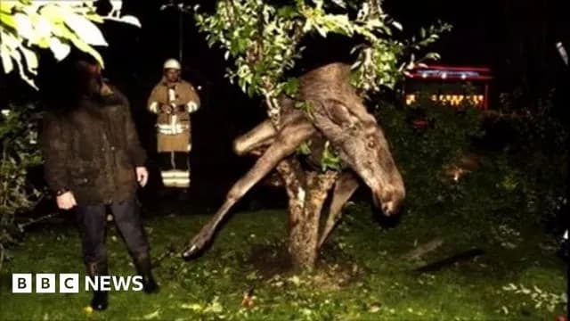 TIL that in Sweden, a man heard roaring coming from his neighbor's garden and discovered a moose stuck in an apple tree, apparently drunk after gorging on fermented apples. Firefighters had to saw off