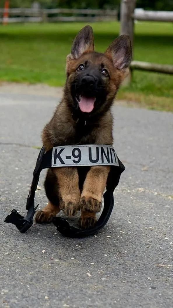 You can adopt police dogs that failed training because they were too friendly