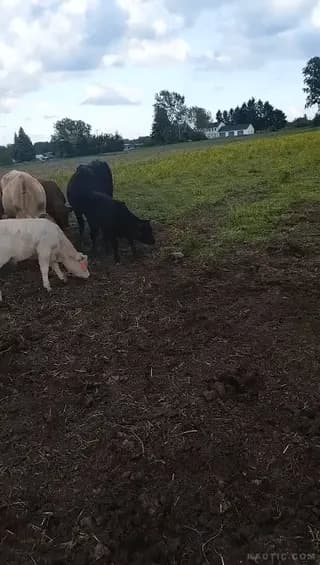 Cow meets turtle