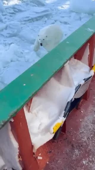 Polarbear trying to reach men in order to hunt then down