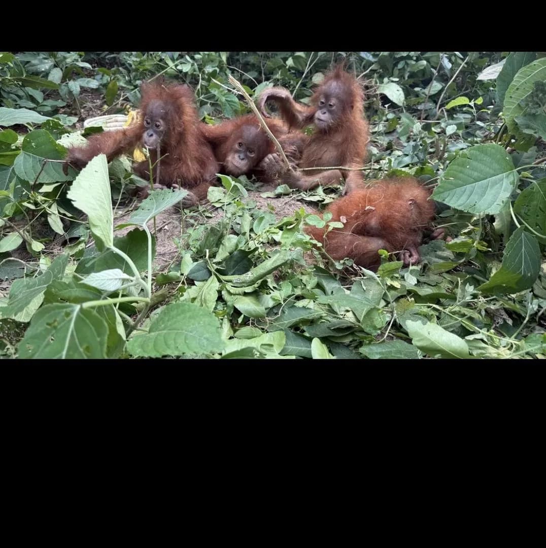 Five Orangutan babies were found in a forest in Odisha, India. They are native to the rainforests of Borneo, and Sumatra which is 2000 miles away! How did they get there? Was this a case of traffickin