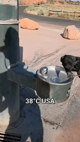 A raven asking a human for some water