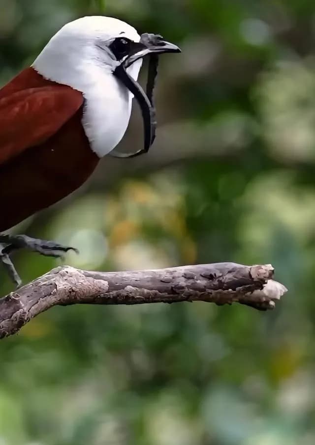 The sounds of a three-wattled bellbird