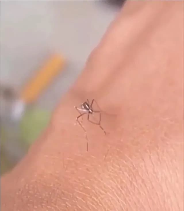 A Mosquito used in a scientific experiment,cannot bite an human (Credits to U/Yewatod)