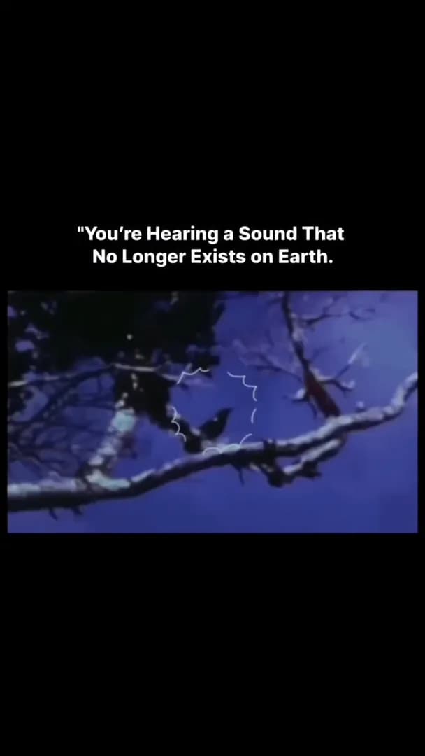 The last known male Kauaʻi ʻōʻō (Moho braccatus) sang a haunting mating call in the forests of Kauaʻi, Hawaii, on April 29, 1987, waiting in vain for a female response that never came.