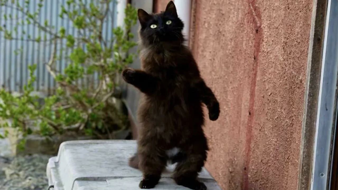 92 Comical Times People Interrupted Cats’ Important Meetings