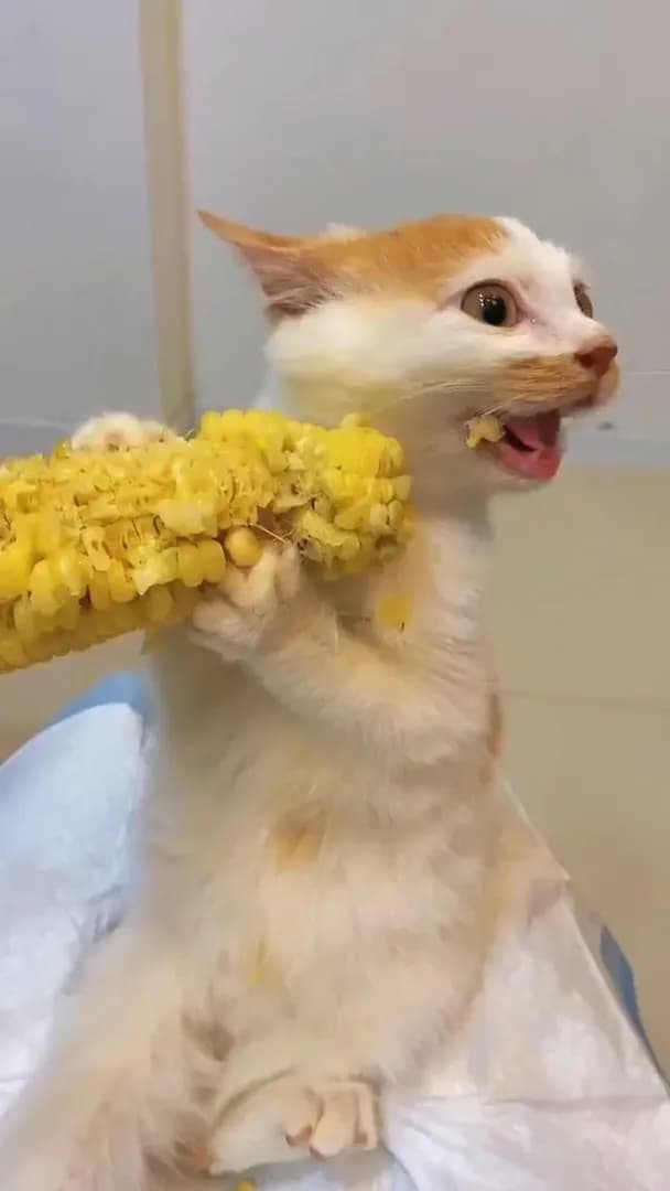 Just a kitty eating corn. 🌽