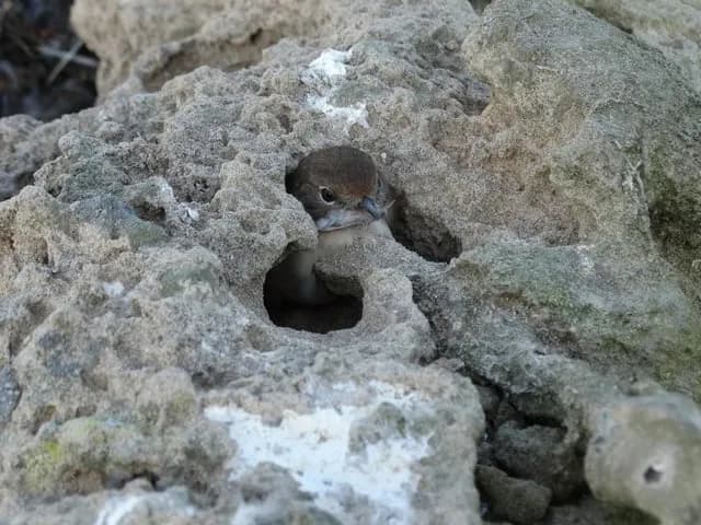 TIL there’s a group of falcons that imprison live birds to eat later by pulling out their flight feathers and storing them in crevices
