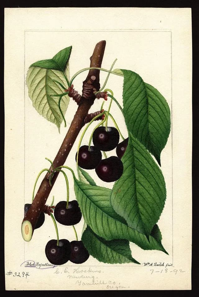 TIL that there is a real fruit called the Black Republican Cherry. The name originated as a slur against abolitionist supporters and Republicans like Abraham Lincoln. The Black Republican cherry is a
