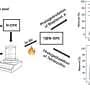 X-ray photoelectron spectroscopy reveals the surface chemistry of bio-based hybrid materials