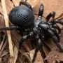 The trapdoor spiders giving a leg up to science