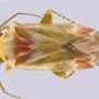New insect genus and four species named for Taylor Swift and her albums