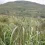 How adoption of a new crop reshaped land use in Bronze Age Europe