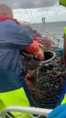 Look at this beast of a crab