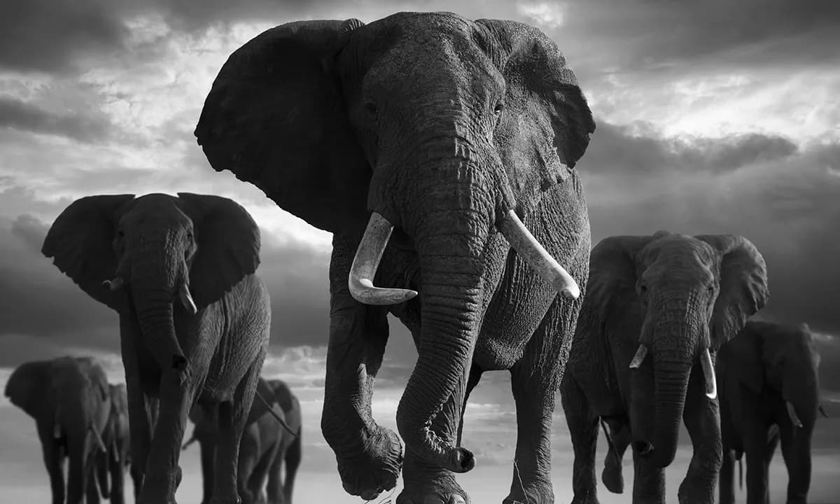 45 Stunning Wildlife Photos By Björn Persson That Might Bring You Closer To The Natural World
