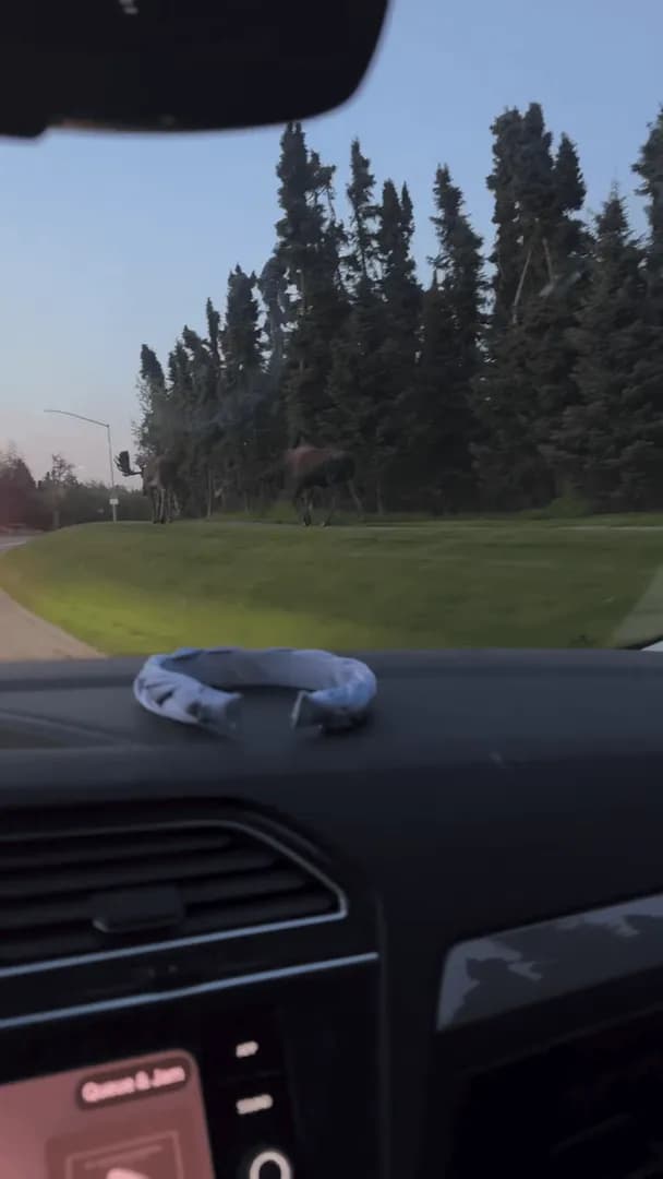 Just two ginormous Alaska moose