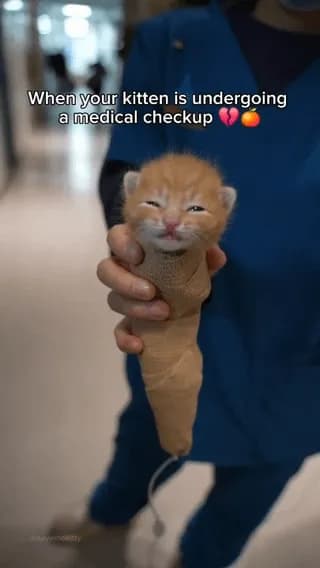 Little kitten undergoing a medical checkup