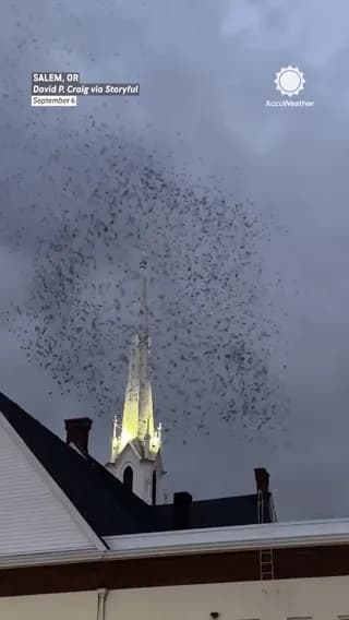 Thousands of birds are flying around the church spire.