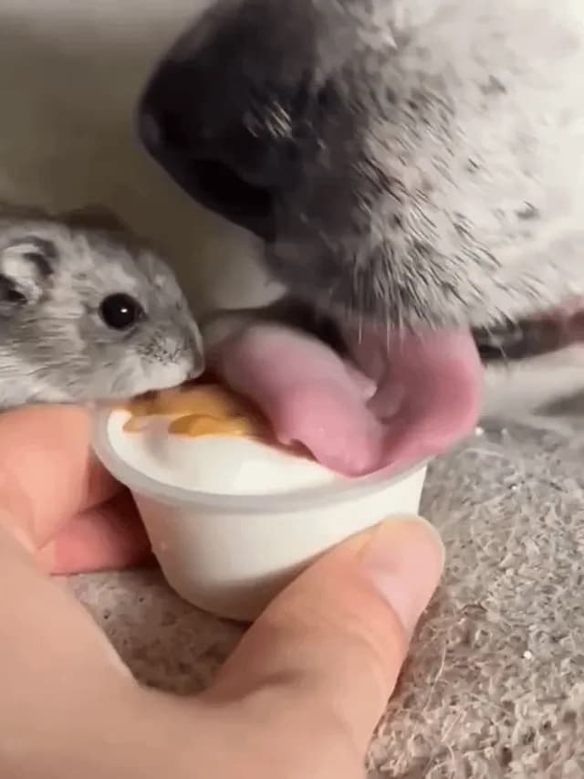 Dog licking a dessert AND a Hamster!