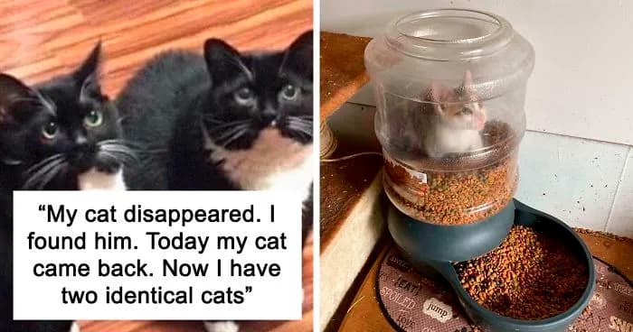 Amusing Cat Snapchats That Will Put A Smile On Your Face