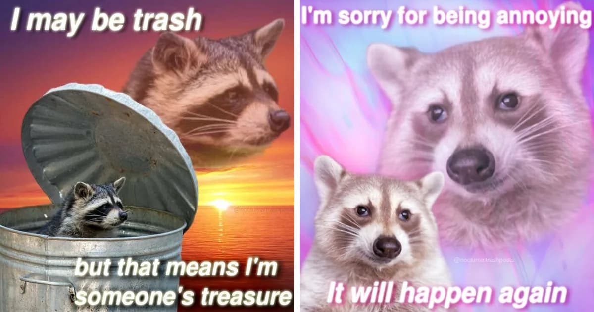 Nocturnal Trash Posts: 29 Of The Best Raccoon Memes