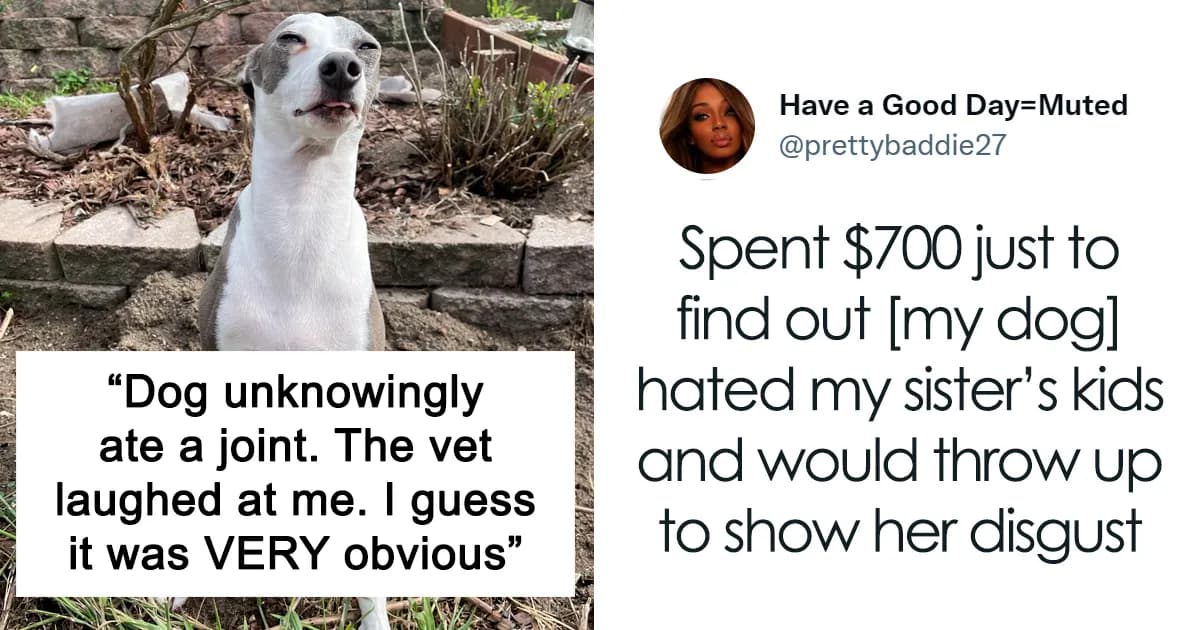 Pet Owners Share Ridiculous Reason They Had To Bring Their Pet To The Vet