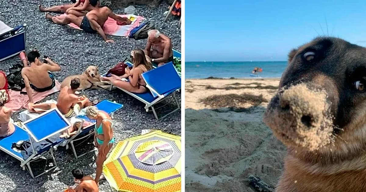 Awkward Angles: Whimsical Photos Of Dogs Caught Off Guard