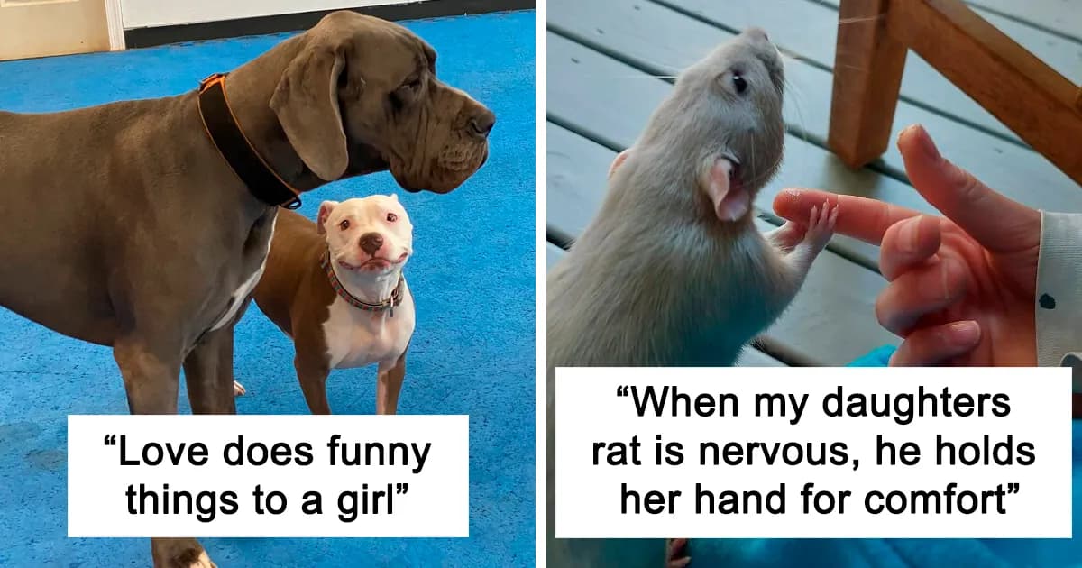 Animal Therapy: 50 Wholesome Animal Pics