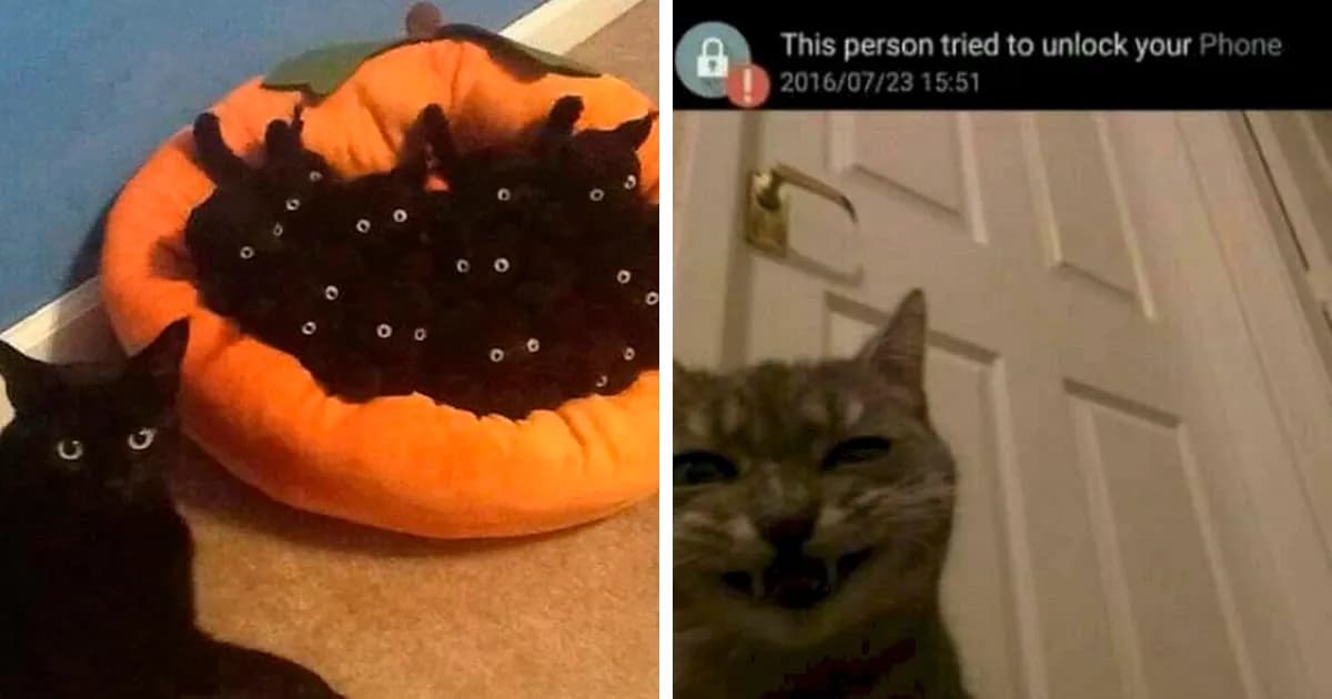 Cats Who Share One Braincell: 50 Photos Of Cats Being Lovably Dorky
