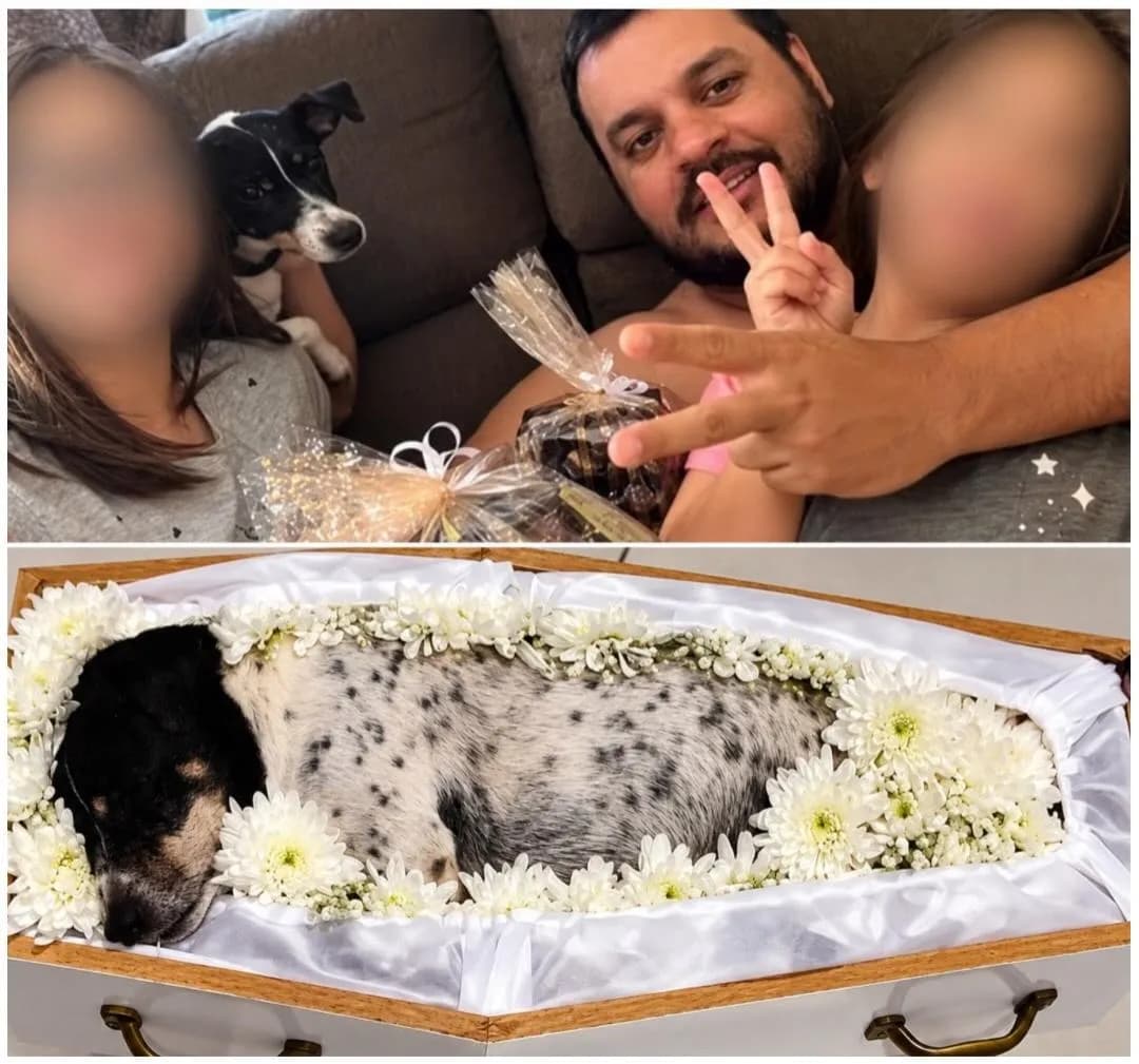 “Together until the end”: Family and their dog Lola die in an accident on Brazil’s BR-163; funeral home makes a touching gesture and holds the wake with everyone laid side by side