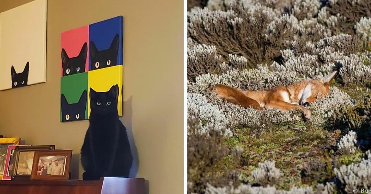 Nonsensical Animal Pictures That Raise More Questions Than They Answer