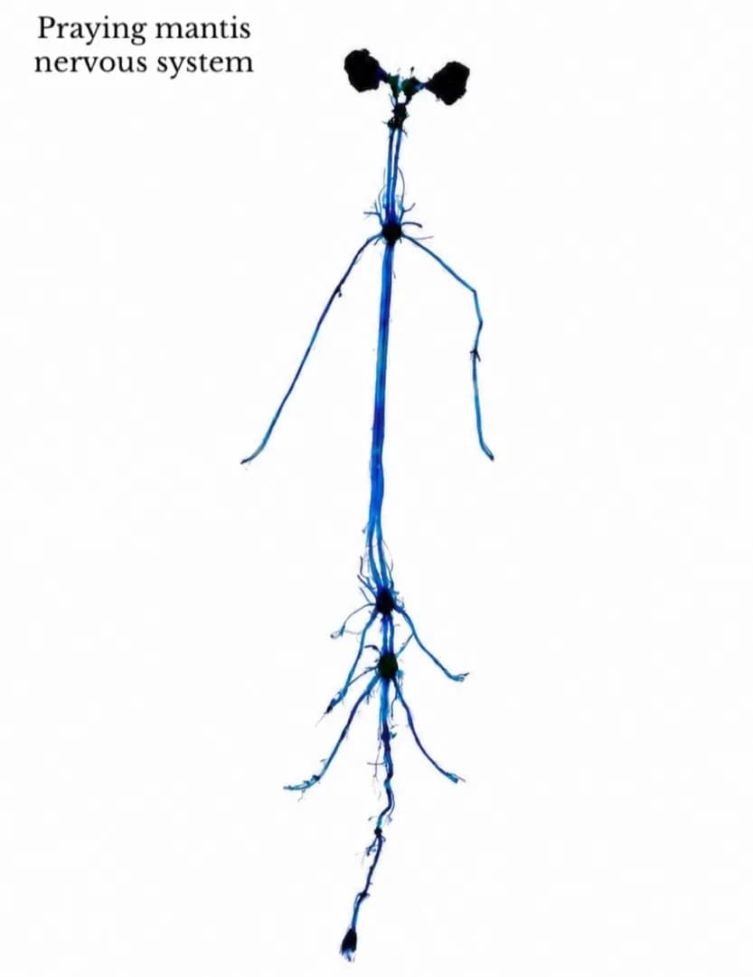 A dissected mantis nervous system, stained with 0.5% methylene blue